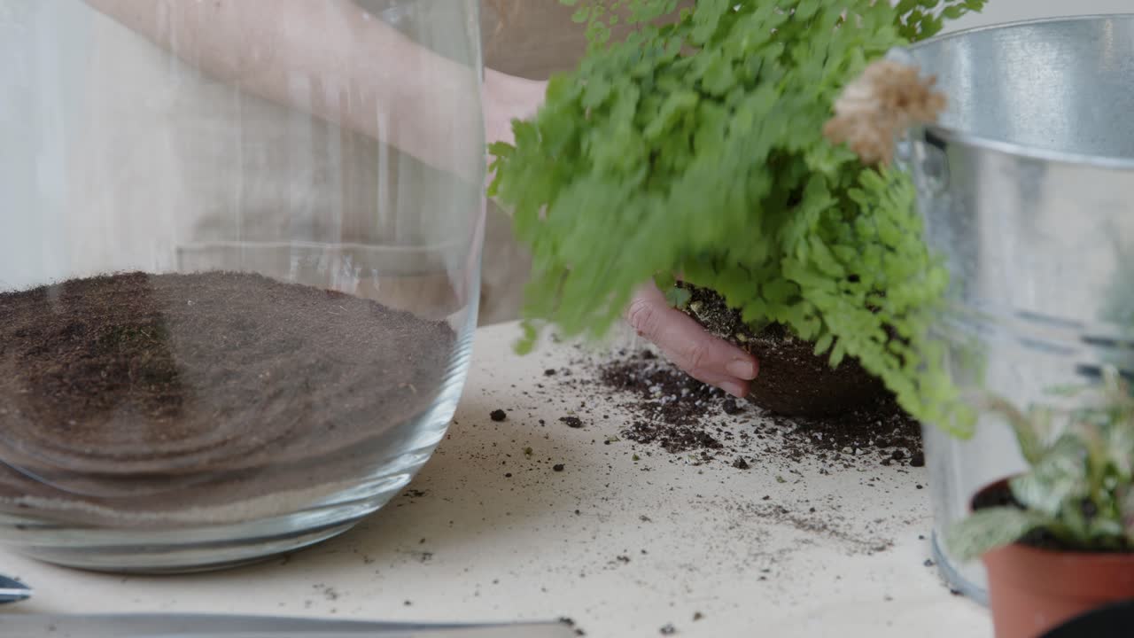 una joven botánica crea un pequeño ecosistema de bosque vivo en un terrario de vidrio - preparando el maidenhair - un primer plano ajustado