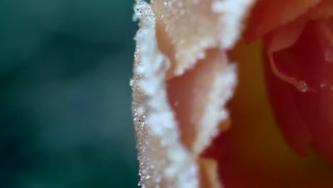 close up shot macro of pink peach coloured rose frozen in the morning light with dark green background