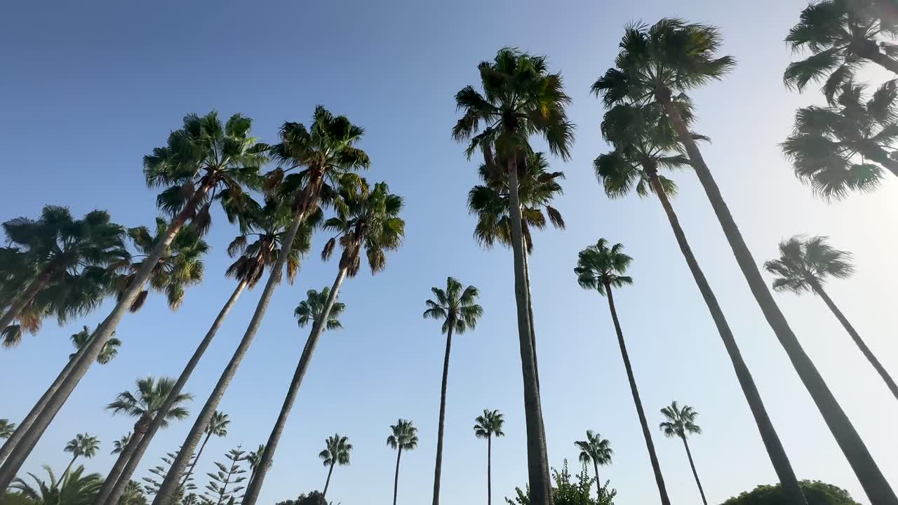 Mooie palmbomen die in de wind waaien met de zon aan de hemel aan de Costa del Sol.