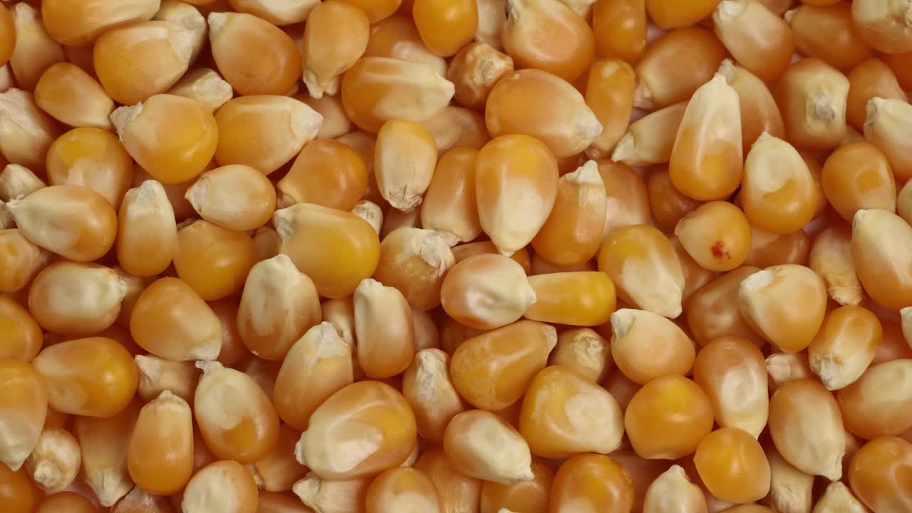 Golden corn kernels cascade down, filling the frame with vibrant color and dynamic movement