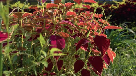 orbit shot of orange-red coleos in 4k, red leaf bush