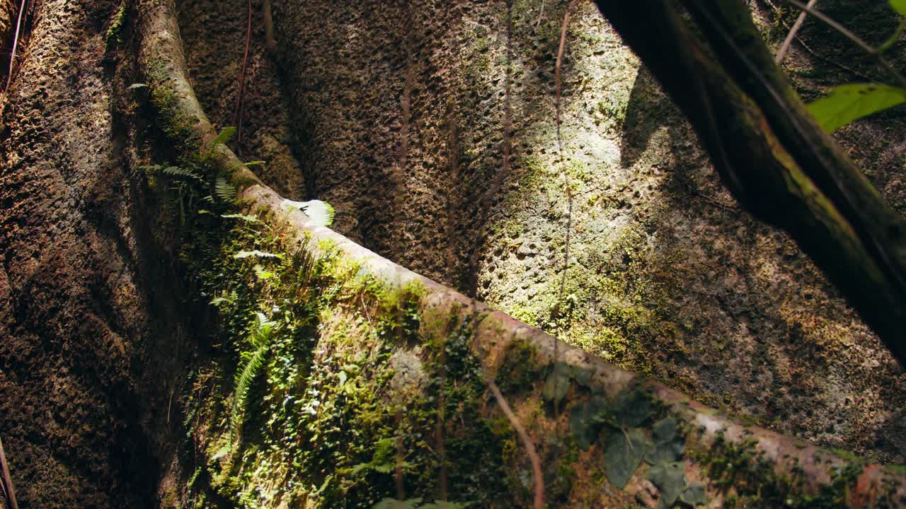 Green moss carpets the immense buttress root flares of a rainforest titan in Peru’s Amazon basin.