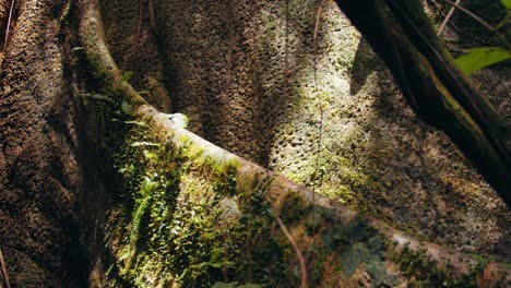 green moss carpets the immense buttress root flares of a rainforest titan in peru’s amazon basin.