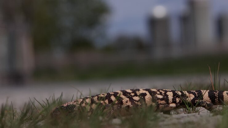Gila Monster crawling through grass near an arizona farm