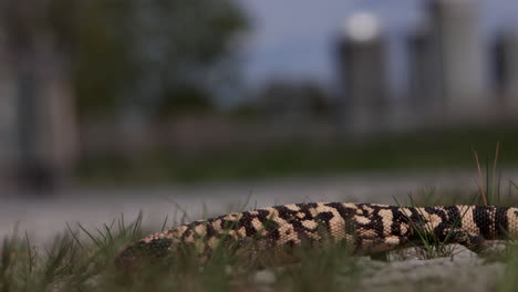 monstruo de gila arrastrándose por la hierba cerca de una granja de arizona