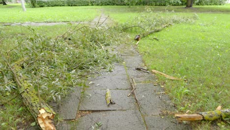 Walkthrough-park-after-heavy-storm,-destroyed-trees-on-footpath,-handheld,-day