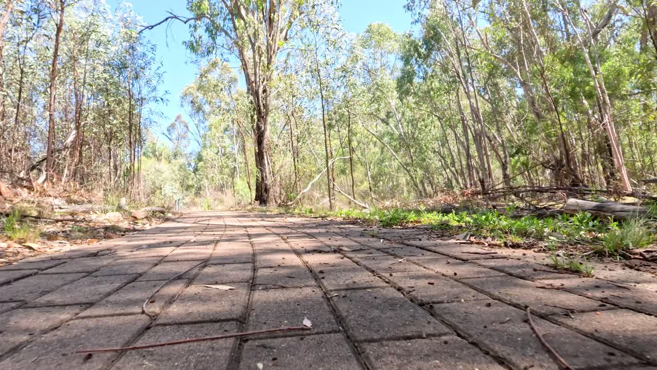 un paseo sereno por un sendero del bosque