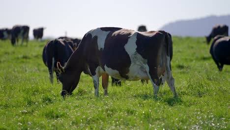 black and white cow grazing fresh grass on summer day in peaceful meadow