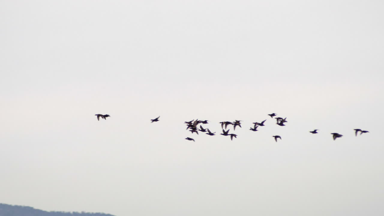 우울한 하늘을 향해 날아가는 야생 바다새 떼