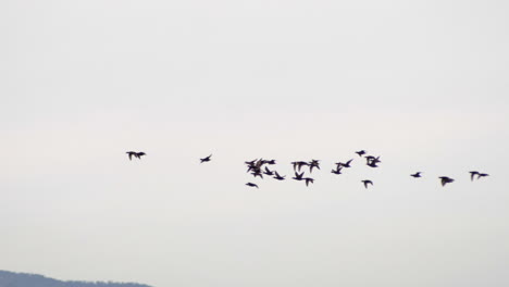 bandada de aves marinas salvajes en vuelo contra el cielo sombrío