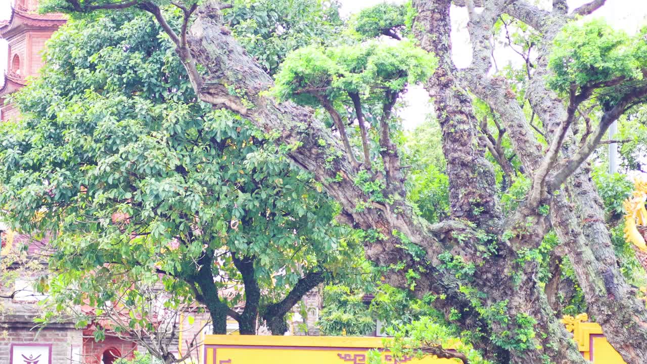 vista panorámica del templo y la vegetación exuberante