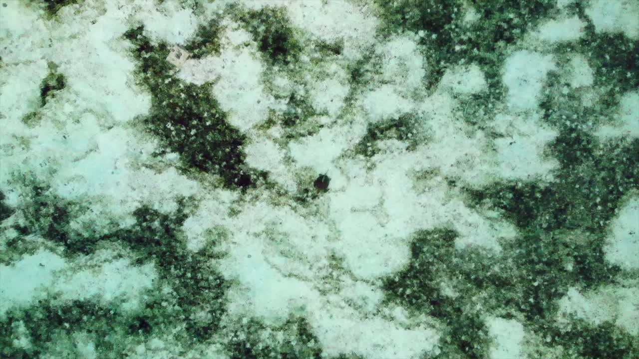 태평양의 해저 물고기, 드론 4k 뉴칼레도니아 거북이