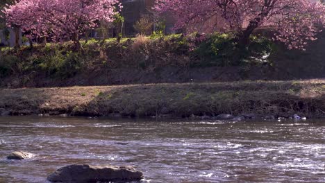 Slow-tilt-up-over-scenic-rural-river-with-bright-pink-Sakura-cherry-blossom-tree