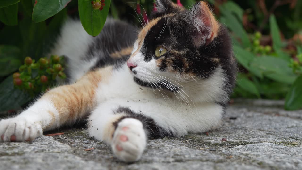 Tricolor cat grooming itself on a stone path surrounded by greenery