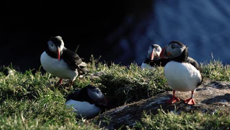 burrow of atlantic puffins on shore of borgarfjordur eystri in east iceland. closeup, handheld shot