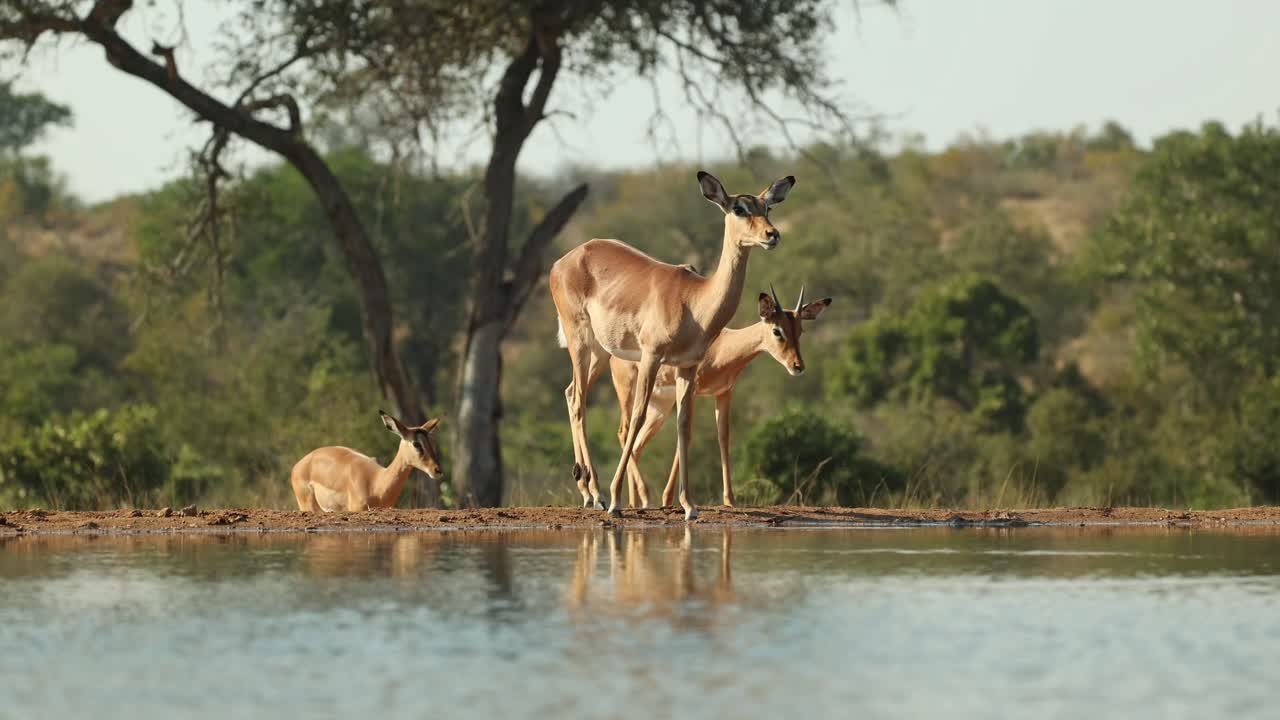 A herd of impala antelope arriving at the waterhole for a drink. Filmed from an underground hide from a low angle, Greater Kruger
