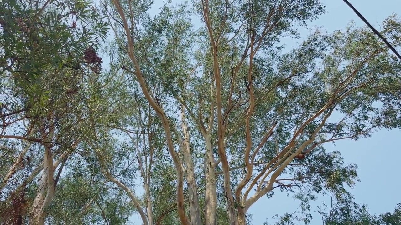 Movimento cinematografico della telecamera in orbita attorno ad alti alberi di eucalipto con tronchi slanciati, rami ondeggianti, folto fogliame verde e cielo azzurro limpido in un tranquillo ambiente naturale esterno.