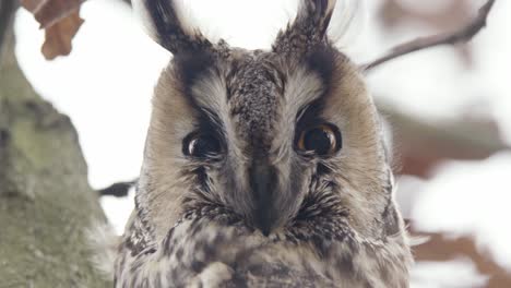 close-up of an european eagle owl