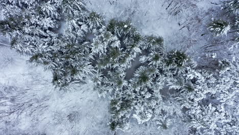 snowy treetops captured in winter, aerial view, serene, peaceful, frozen wilderness