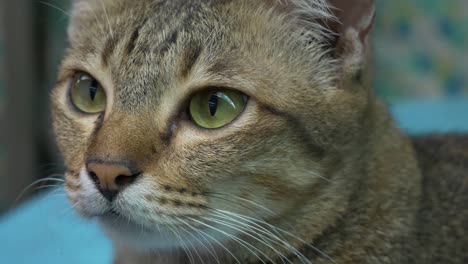 brown female domestic shorthair cat headshot