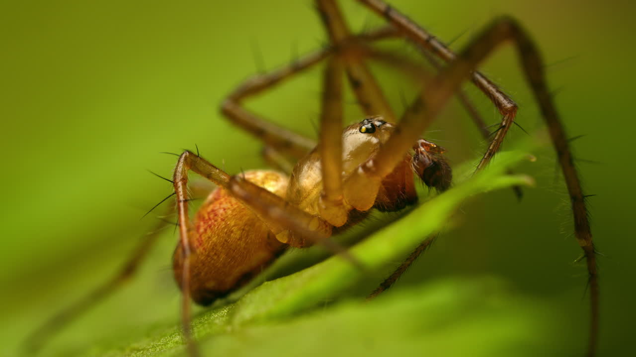 Macro view of eurasian armoured long-jawed spider (Metellina segmentata) on a leaf.