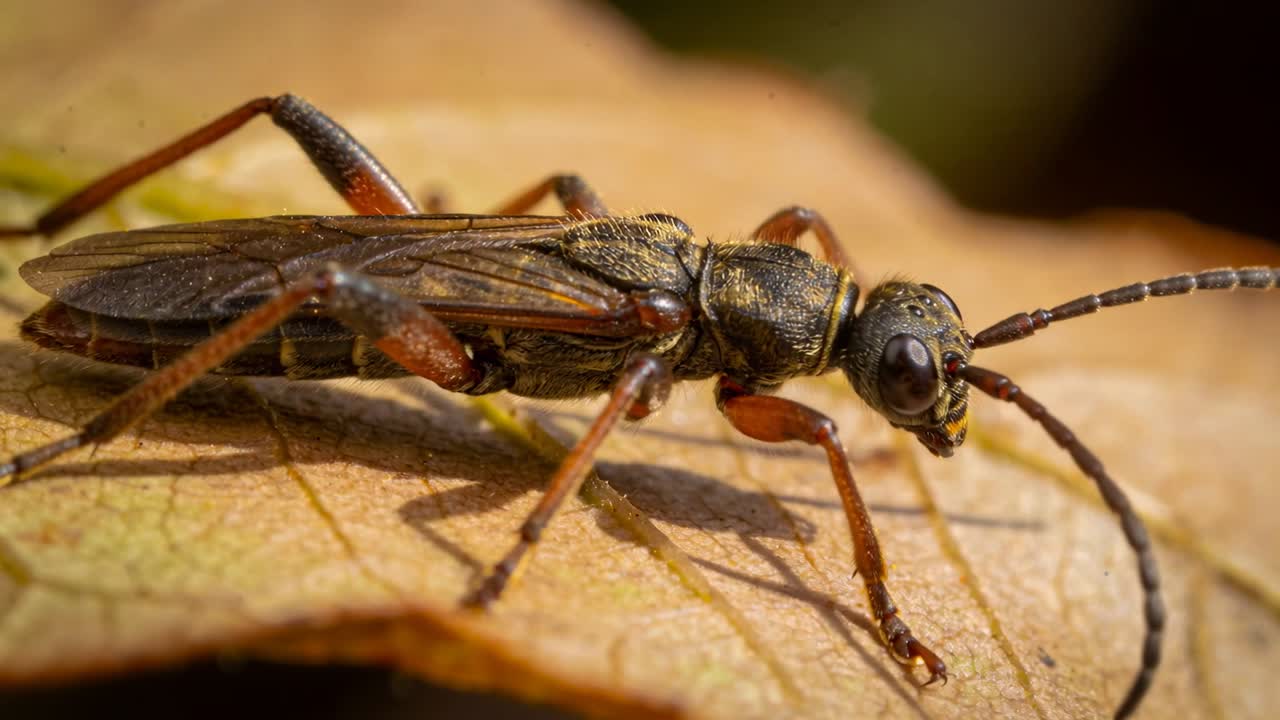 Fremadskridende billeder viser et slankt hvepse-lignende insekt, der fejer antenner og går langs et tørt blad