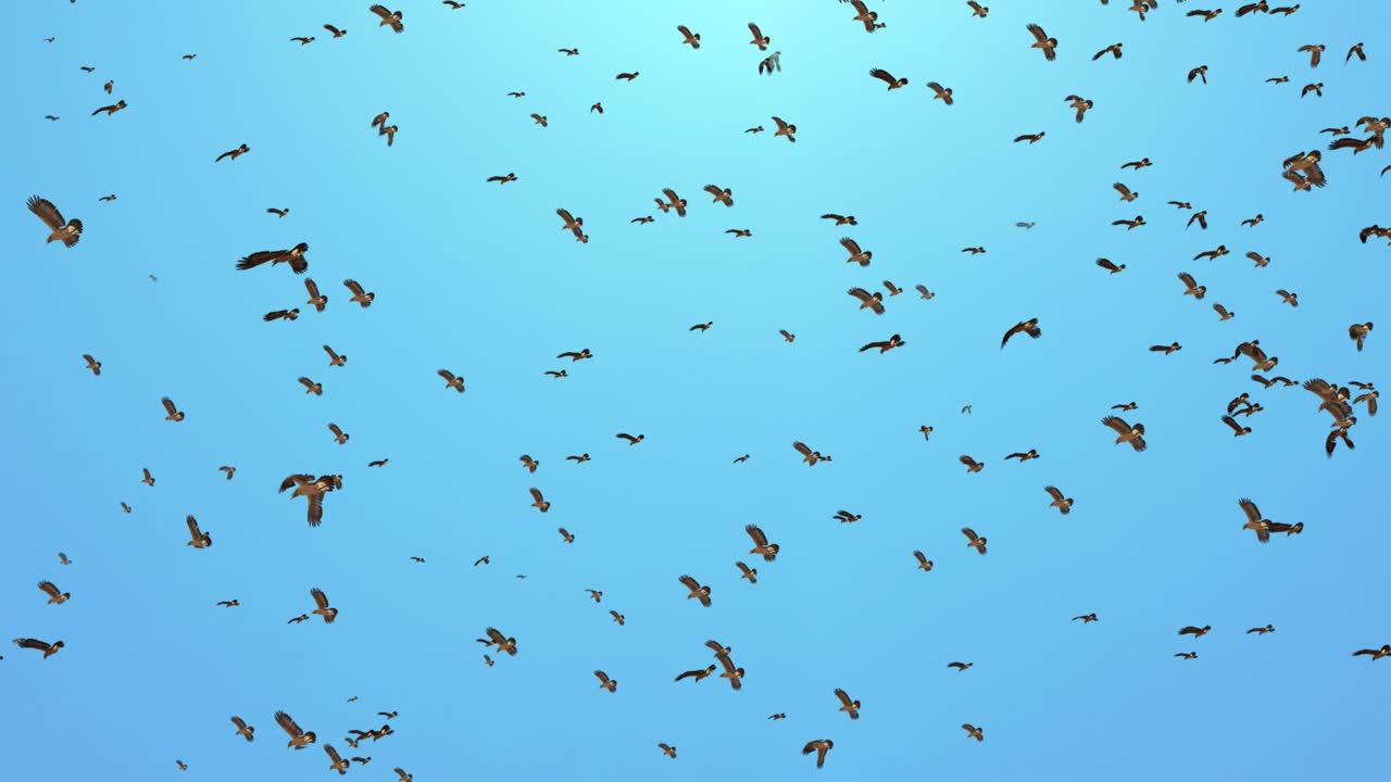 하늘을 날아다니는 많은 새들의 무리를 추상화 하늘 루프 배경 애니메이션.
