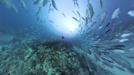 school of jackfish surroundering a diver
