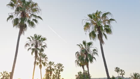 flying through palm trees at sunset to reveal upscale resort, beverly hills hotel