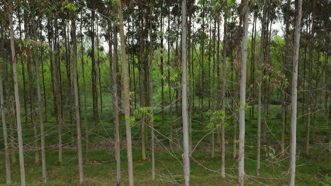 Eucalyptus plantation drone view, forestry management and renewable resources concept