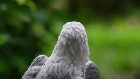 seen from it back facing to the right then turns its head towards the right, white-bellied sea eagle haliaeetus leucogaster, philippines