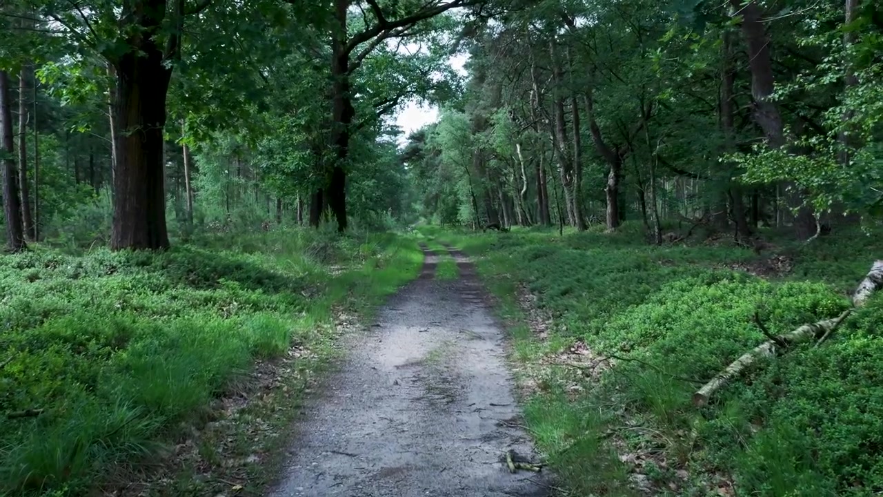 Stretto sentiero sterrato che si snoda attraverso una foresta verde lussureggiante