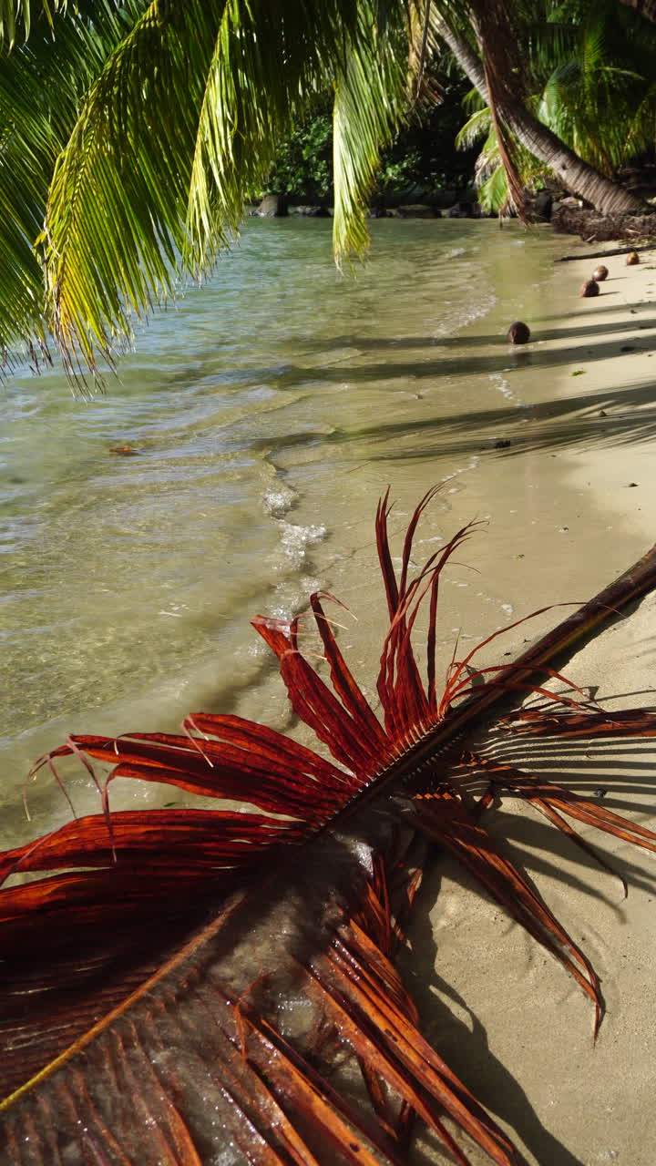 Pristine Tropical Beach on Huahine Island, French Polynesia. Vertical View of Palm Trees and Waves on Sand