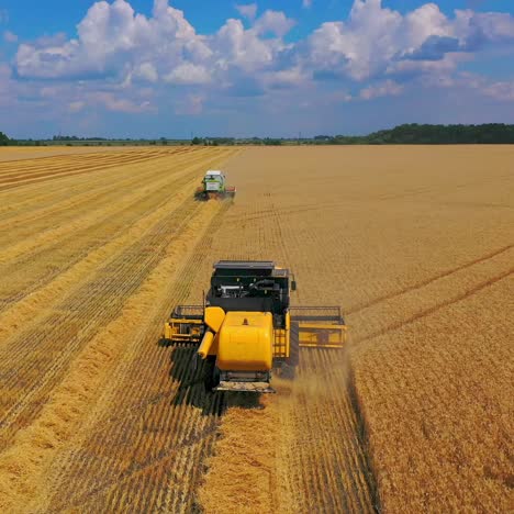 harvester machine to harvest wheat field working. combine harvester working on a wheat field