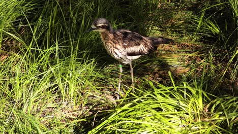 bush stone-curlew walking through grassy area