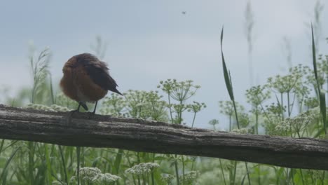 American-Robin-perched-on-tree-branch-scratching-body-on-summer-day