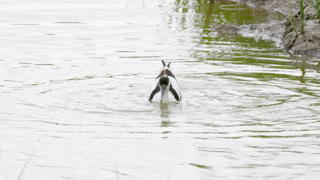 Säbelschnäbler-Watende-Seevögel,-Die-Sich-In-Den-Sumpfgebieten-Der-Lincolnshire-Coast-Marshlands,-Großbritannien,-Ernährten