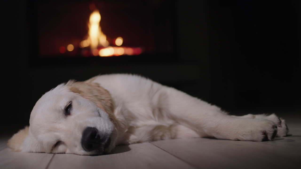 귀여운 개가 불타는 벽난로를 배경으로 잠을 자고 있습니다. 크리스마스 이브와 아한 따뜻한 집
