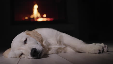 a cute dog sleeps against the backdrop of a burning fireplace. christmas eve and a cozy warm home