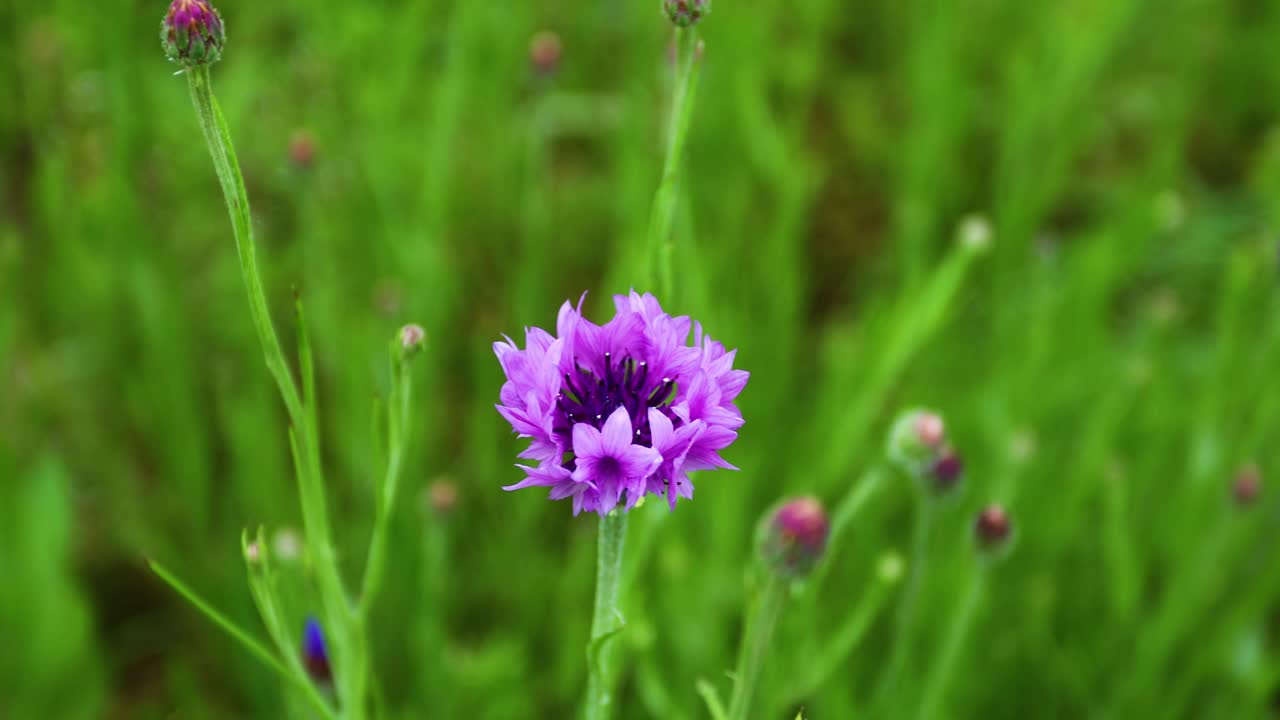 보라색 수레 국화 또는 학사 단추