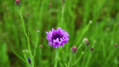 purple cornflower or bachelor's button