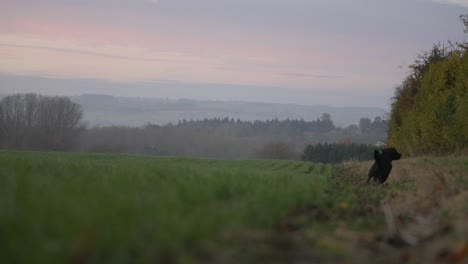 dog playing in misty countryside landscape