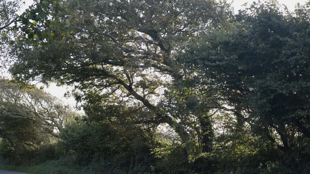 Tranquil View Of Dense Trees During Autumn During Daytime