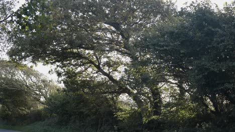 Vista-Tranquila-De-árboles-Densos-Durante-El-Otoño-Durante-El-Día