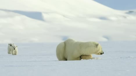 Madre-Oso-Polar-Con-Dos-Cachorros-Encontrando-Un-Lugar-Para-Descansar-En-El-Lago-Congelado