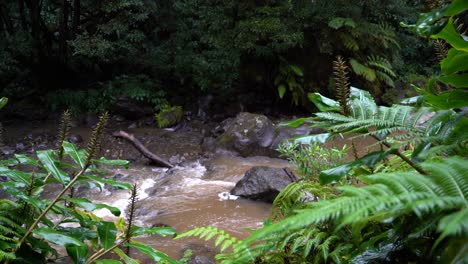 Río-Que-Fluye-En-Los-Bosques-De-Las-Islas-Azores