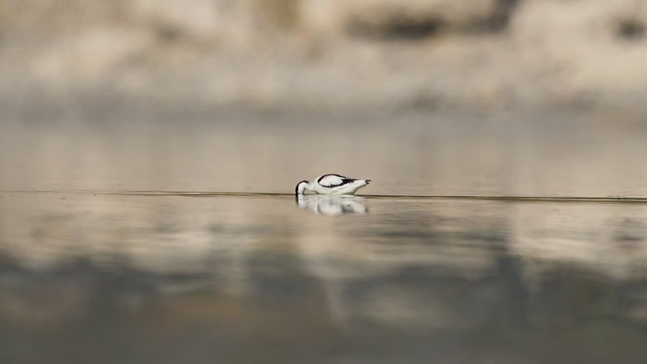 Le eleganti avocette si nutrono con calma nelle acque del lago, mostrando un comportamento di foraggiamento coordinato, equilibrio e armonia sociale.