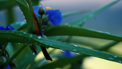 buena toma de plantas despues de la tain