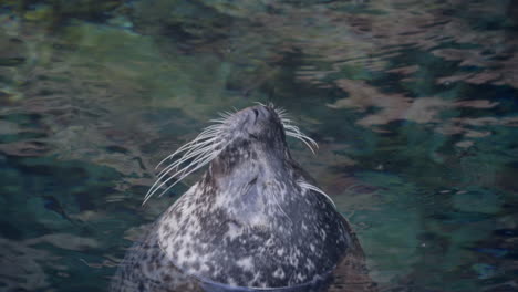 rear close up shot of harbor seal relaxed sticking head above water then leaves