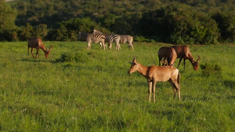 Hartebeest-Rojo-Sobre-Hierba-Verde-Ancha,-Tiro-De-Paralaje-De-Drones-De-Baja-Altitud